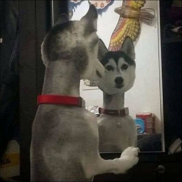 32 Animal Photos That Are So Good, We Swear They're Magic