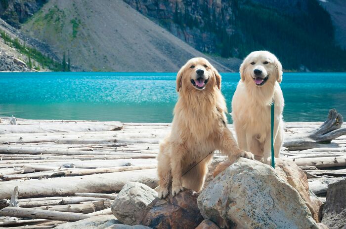 The Funniest Pet Names That’ll Make You Say, "Why Didn’t I Think of That?"