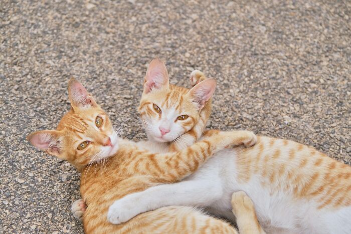 The Funniest Pet Names That’ll Make You Say, "Why Didn’t I Think of That?"