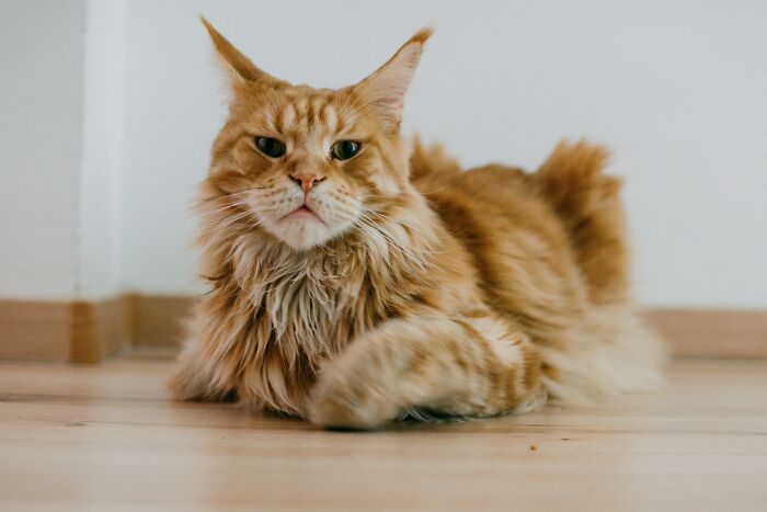The Funniest Pet Names That’ll Make You Say, "Why Didn’t I Think of That?"