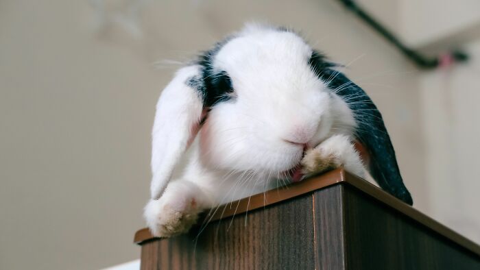 The Funniest Pet Names That’ll Make You Say, "Why Didn’t I Think of That?"