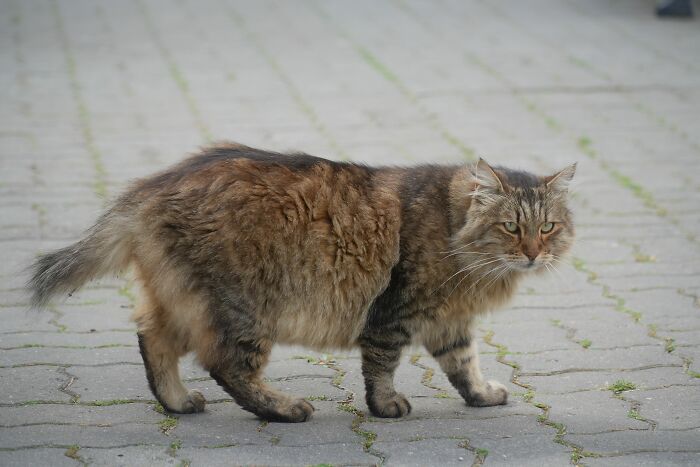 The Funniest Pet Names That’ll Make You Say, "Why Didn’t I Think of That?"