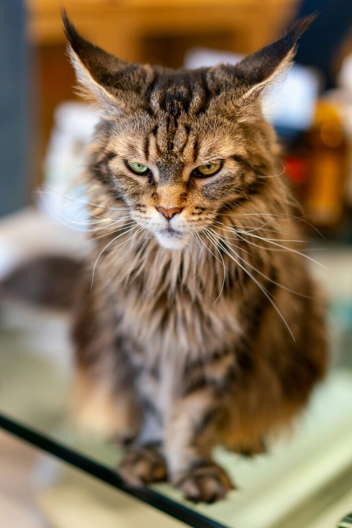 The Funniest Pet Names That’ll Make You Say, "Why Didn’t I Think of That?"