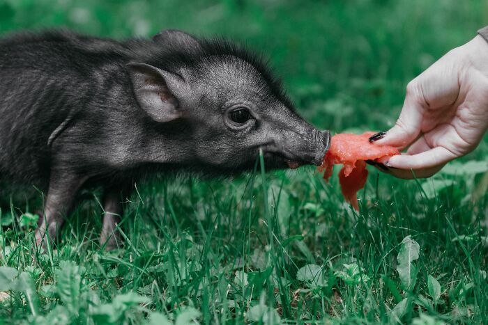 The Funniest Pet Names That’ll Make You Say, "Why Didn’t I Think of That?"