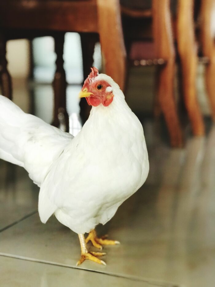 The Funniest Pet Names That’ll Make You Say, "Why Didn’t I Think of That?"