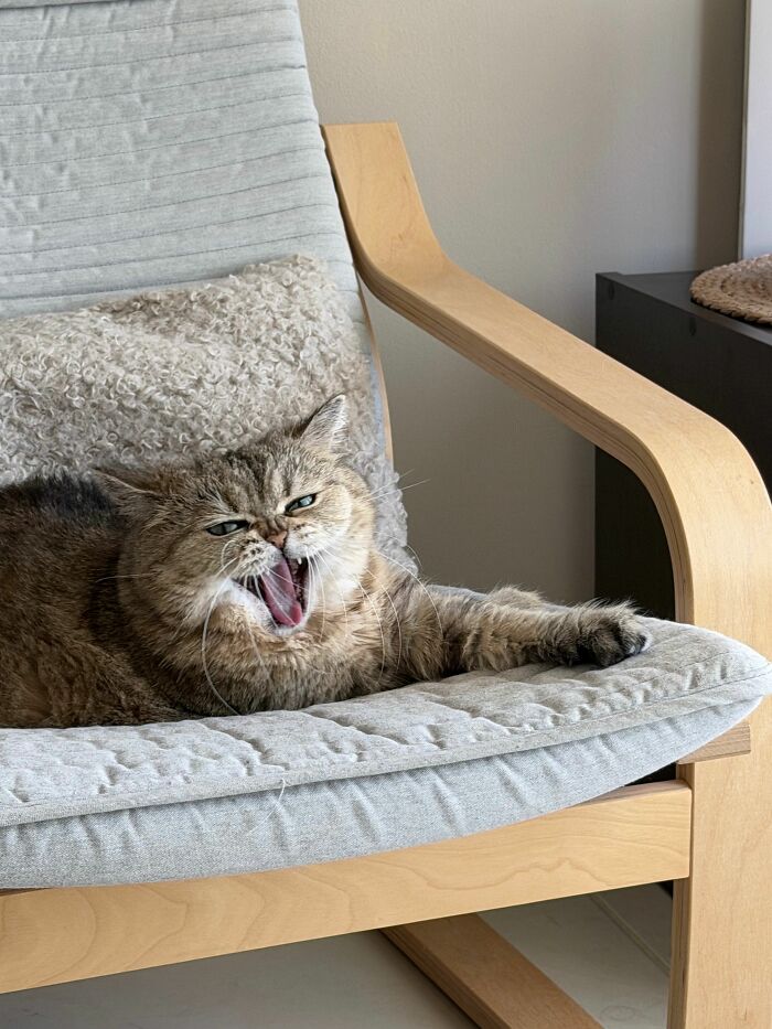 The Funniest Pet Names That’ll Make You Say, "Why Didn’t I Think of That?"