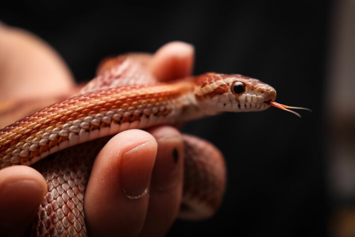 The Funniest Pet Names That’ll Make You Say, "Why Didn’t I Think of That?"