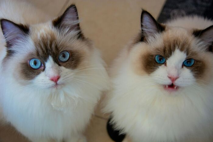The Funniest Pet Names That’ll Make You Say, "Why Didn’t I Think of That?"