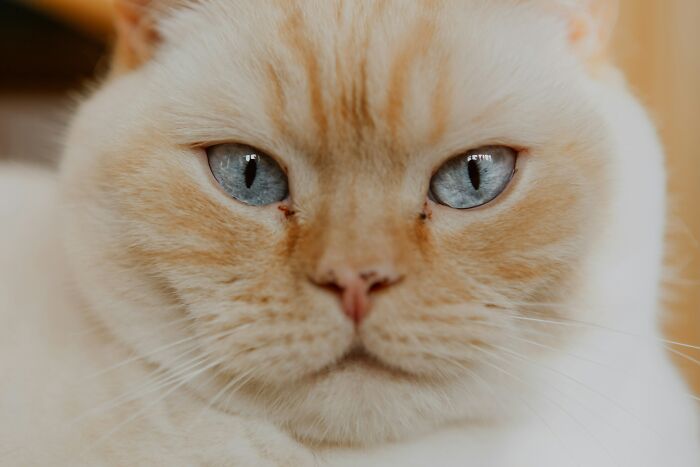The Funniest Pet Names That’ll Make You Say, "Why Didn’t I Think of That?"