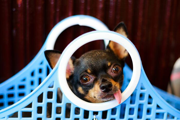 The Funniest Pet Names That’ll Make You Say, "Why Didn’t I Think of That?"