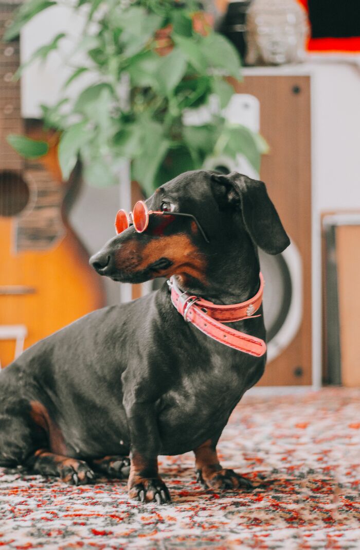 The Funniest Pet Names That’ll Make You Say, "Why Didn’t I Think of That?"