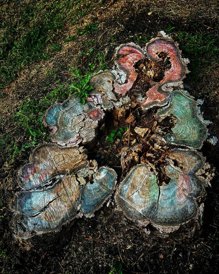 A little tree stump outside my house got a colorful upgrade thanks to my 4-year-old’s chalk art.