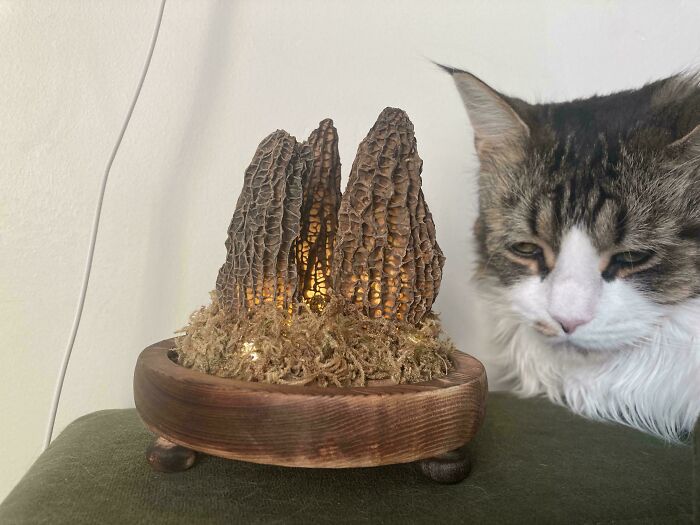 Thought you’d get a kick out of my morel mushroom lamp – it’s pure forest magic.