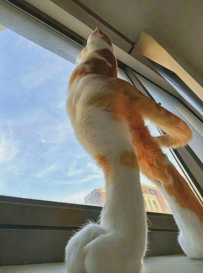 Cat? Or Something Else?