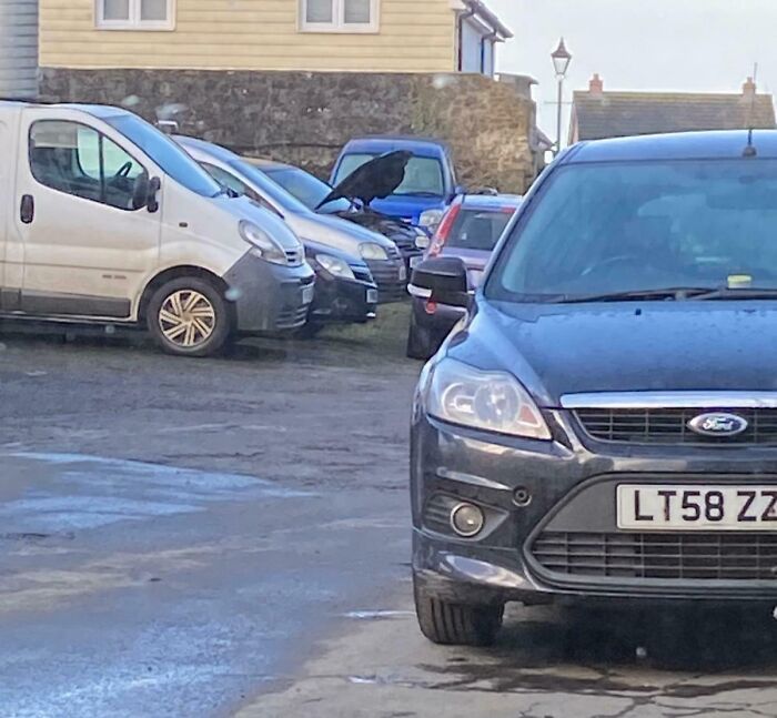 Giant Blackbird? Or Just An Open Car Hood?