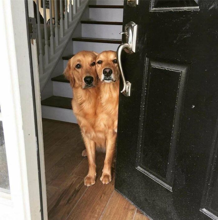 Double Dogs Are Double The Confusion