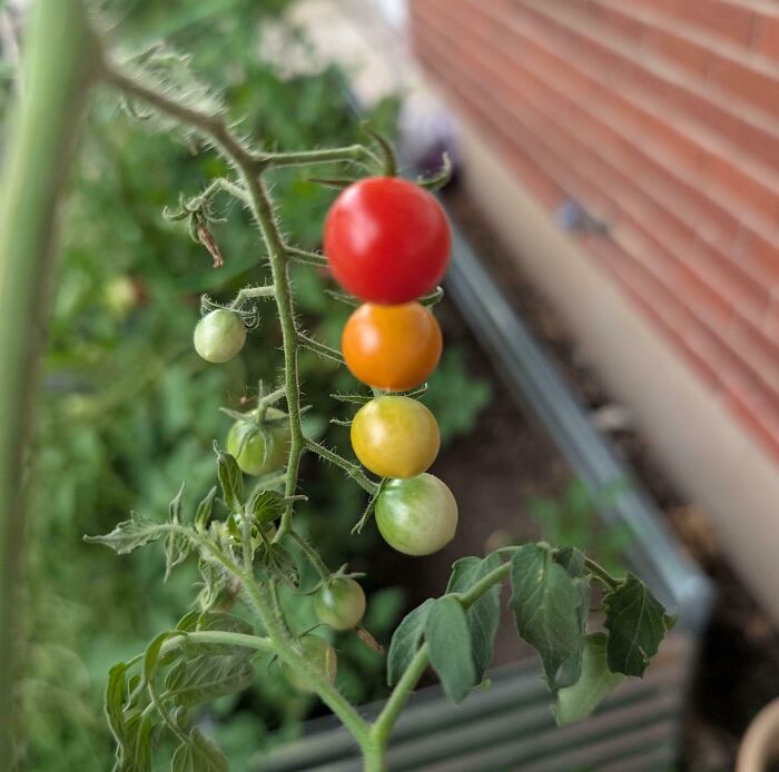 Tomato Gradient From My Garden