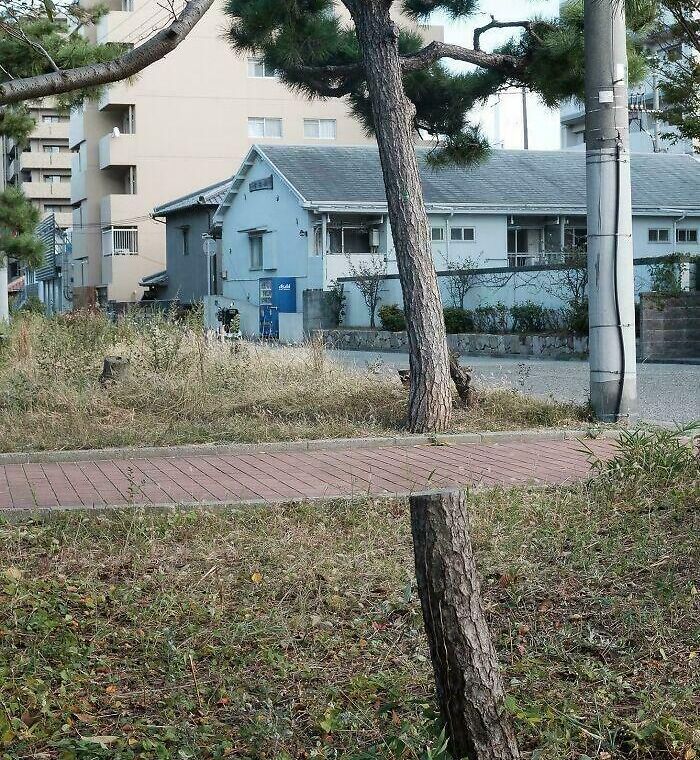 Grass That Likes Its Reflecting Time