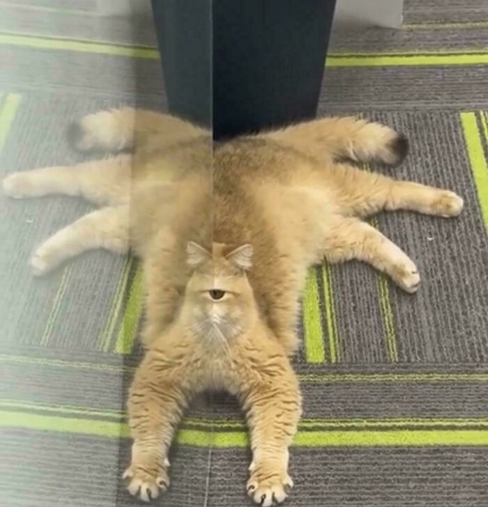 Cat + Octopus = Catopus?
