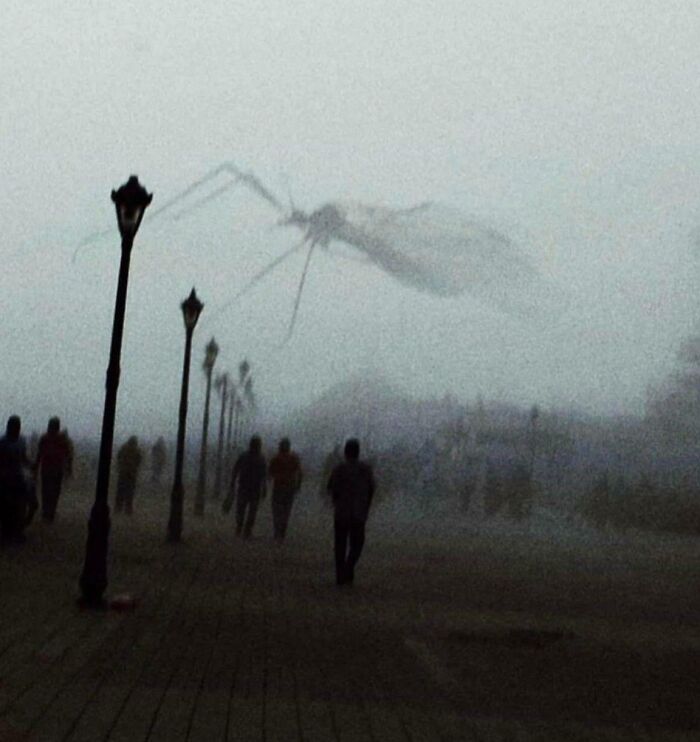 Giant Mosquito Or Misty Giant?
