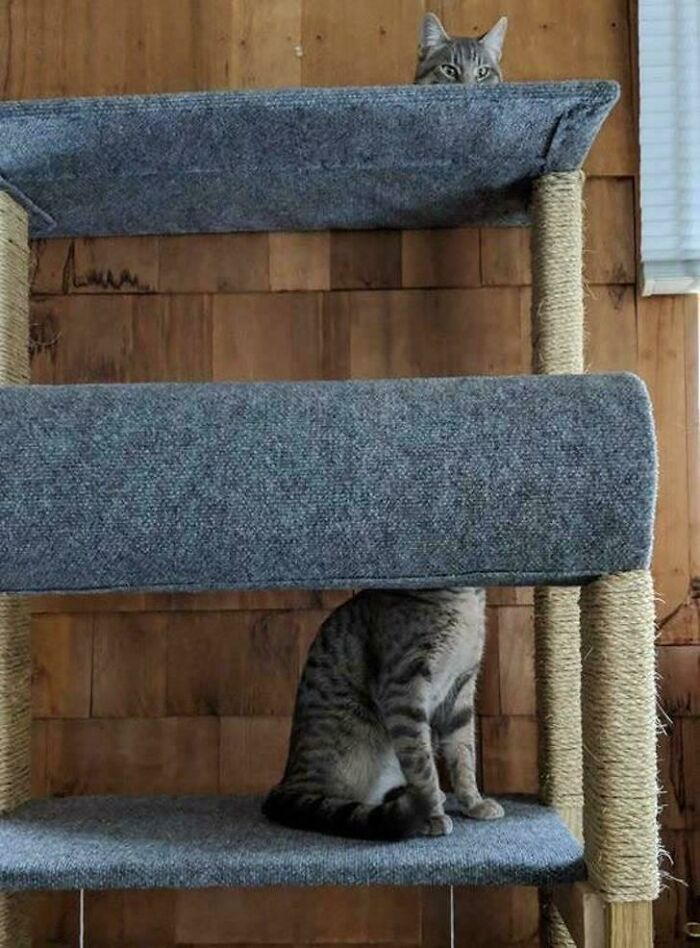 When Cats Go Behead Mode