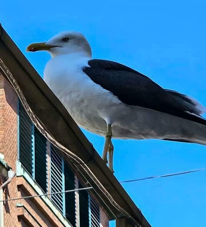 Seagull Hits The Gym (Or Just Looks Huge)