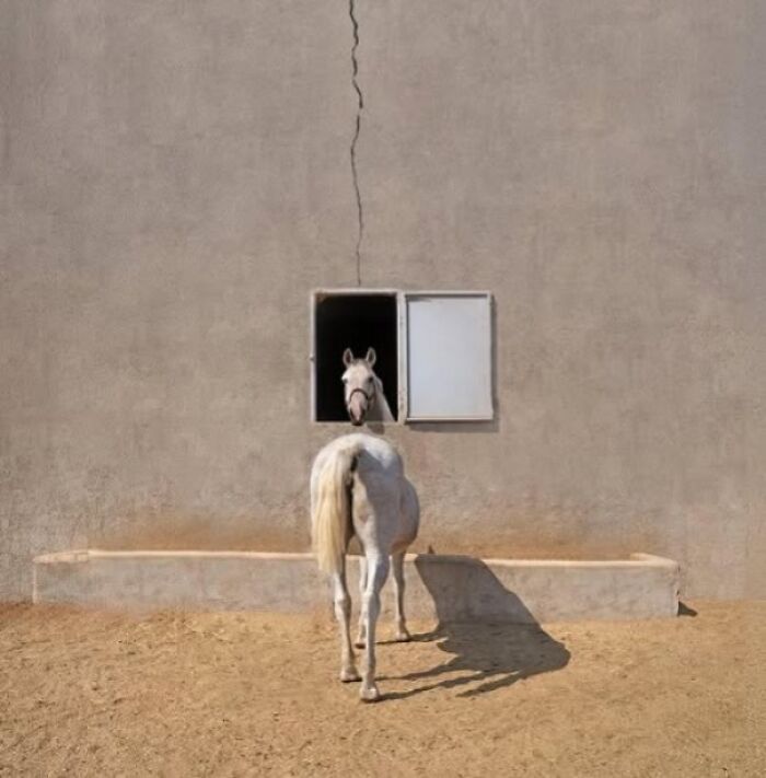 A Horse. Split. In. Half.
