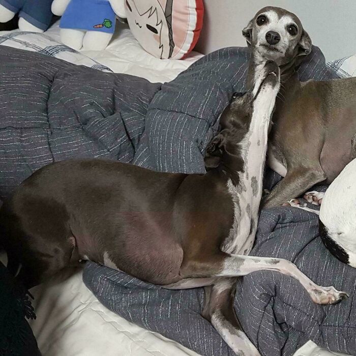 Someone’s Lying On The Bed... Or Are They?