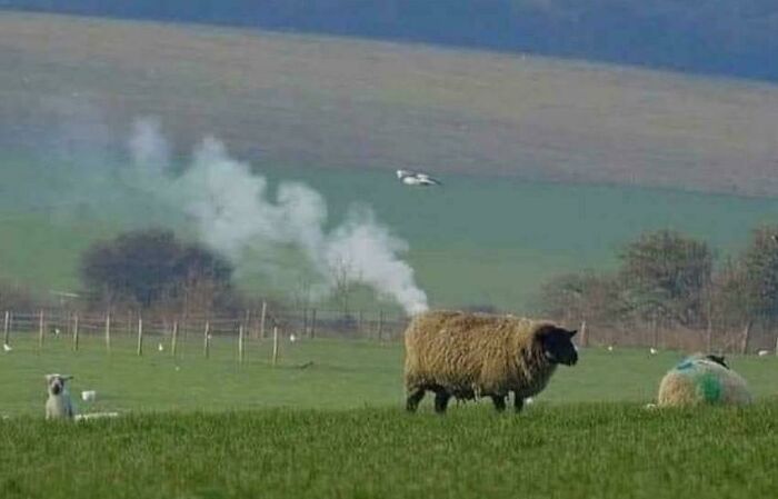 Forgot To Update This Sheep’s Software