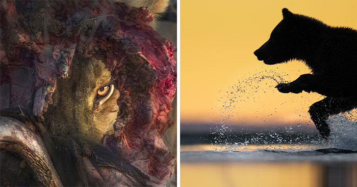 24 Wildlife Photos That Are Basically Nature’s Greatest Hits