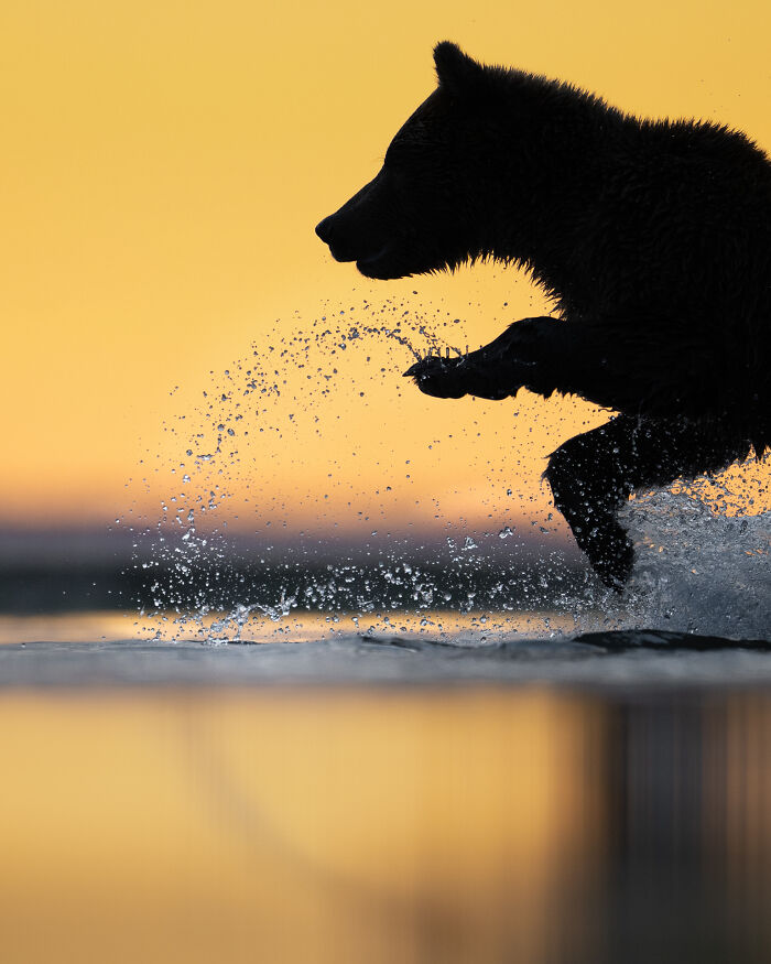 “Chasing Breakfast” By Charles Janson
