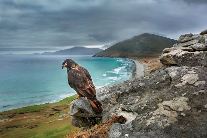 “The Observer” By Dario Podesta
