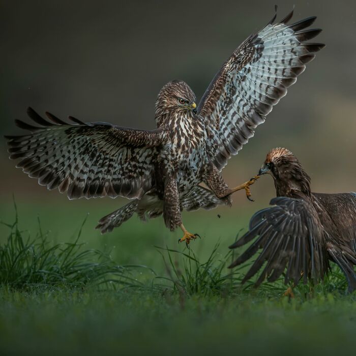 “Attack From Above” By Panagiotis Xaxiris