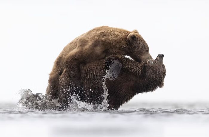 “Grizzly Love” By Kyle Moore