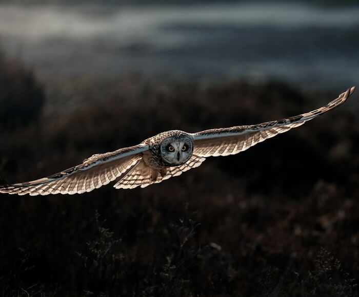 “The Silent Hunter” By Panagiotis Xaxiris