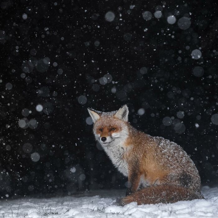 “Under The Falling Snow” By Kyle Moore