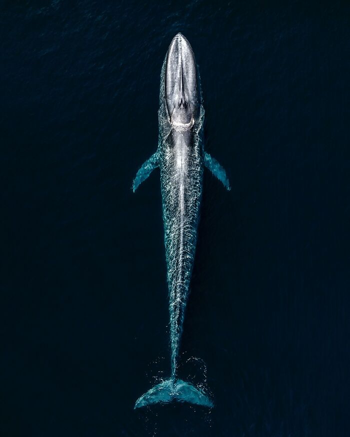 “Big Blue” By Kaushiik Subramaniam