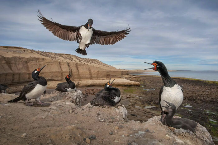 “Cormorant Landing” By Dario Podesta