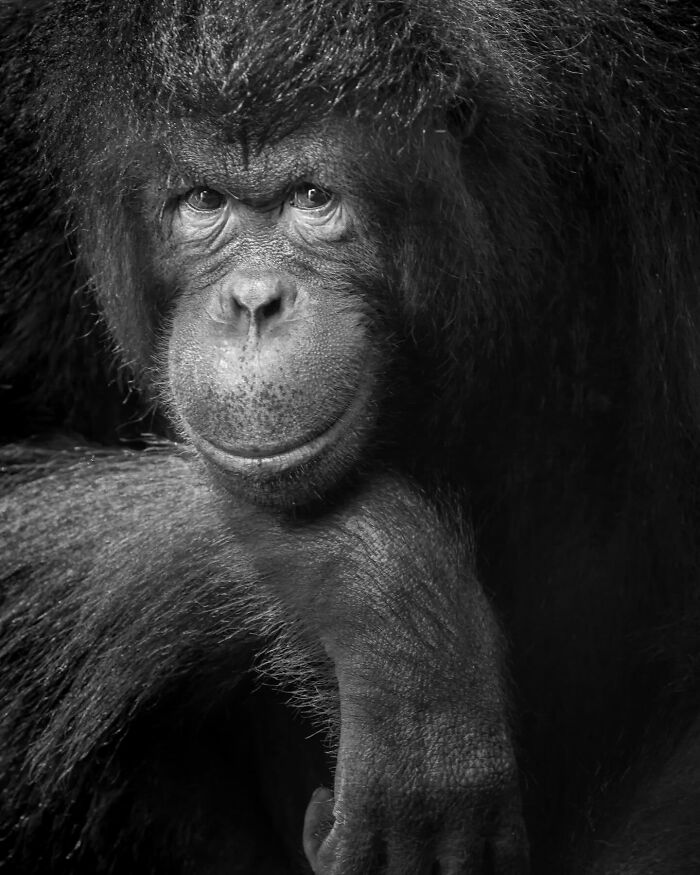 “Poise Of The Wild” By Dev Kumar