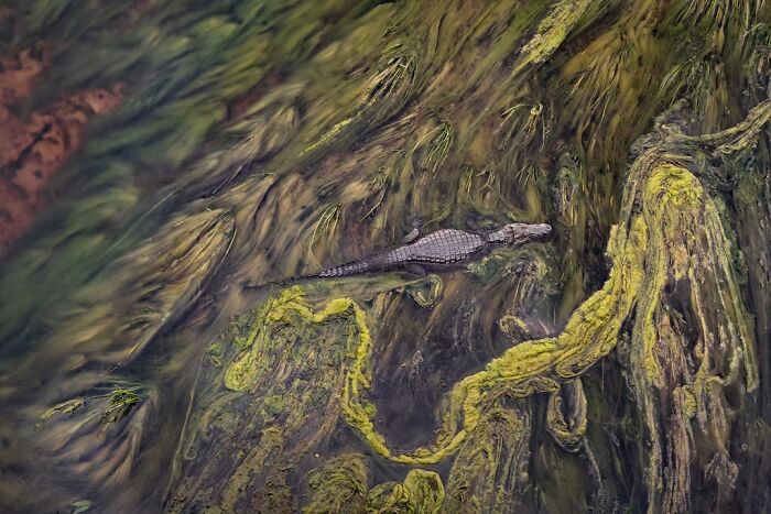 “Algal Blanket” By Dario Podesta