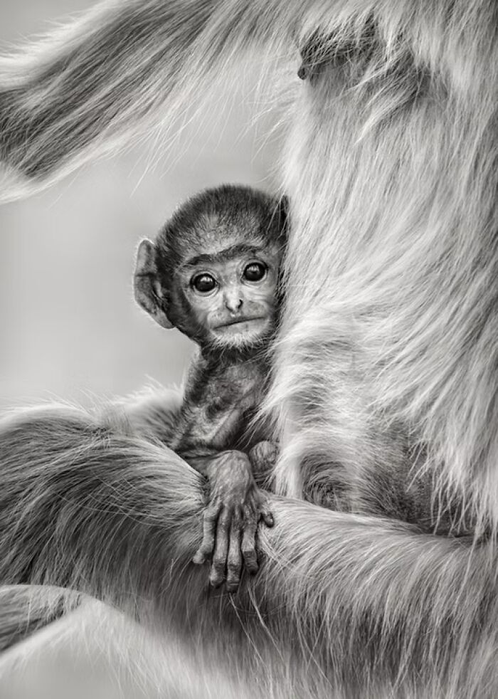 “Innocence” By Preeti And Prashant Chacko