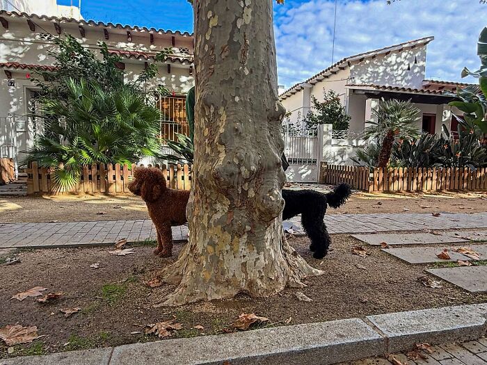 Wait Till You See These Hilarious Street Photos Where Everything Lines Up Just Right!