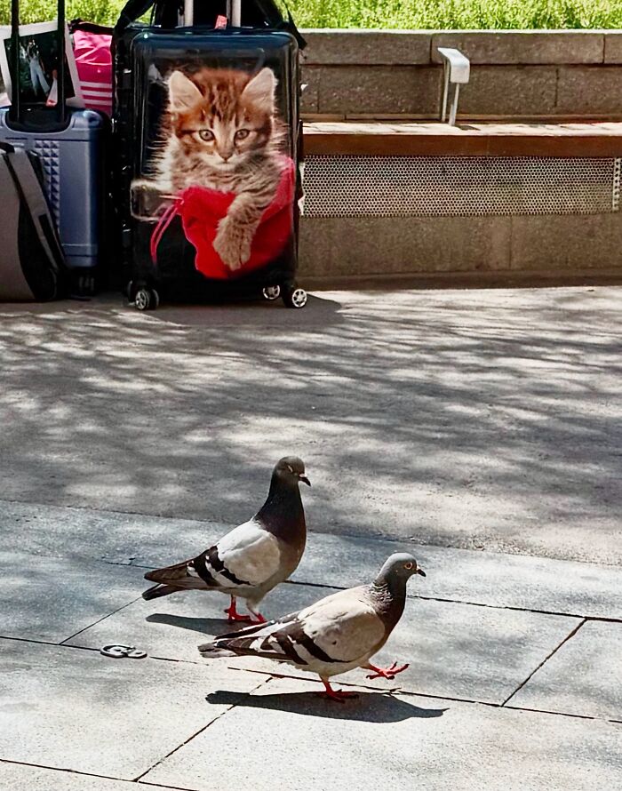 Wait Till You See These Hilarious Street Photos Where Everything Lines Up Just Right!
