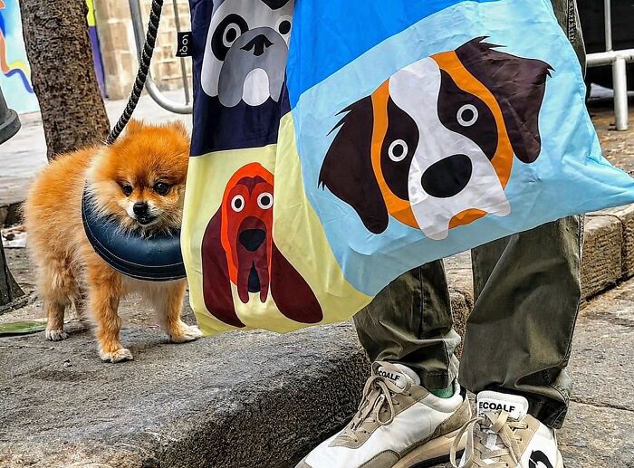 Wait Till You See These Hilarious Street Photos Where Everything Lines Up Just Right!