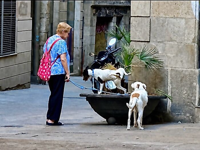 Wait Till You See These Hilarious Street Photos Where Everything Lines Up Just Right!