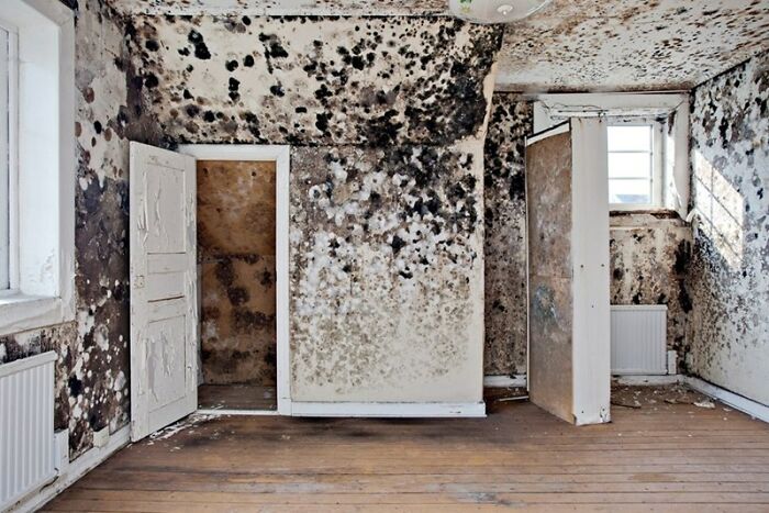 After the Plague Came the Bubonic Bedroom Blight. Seriously.