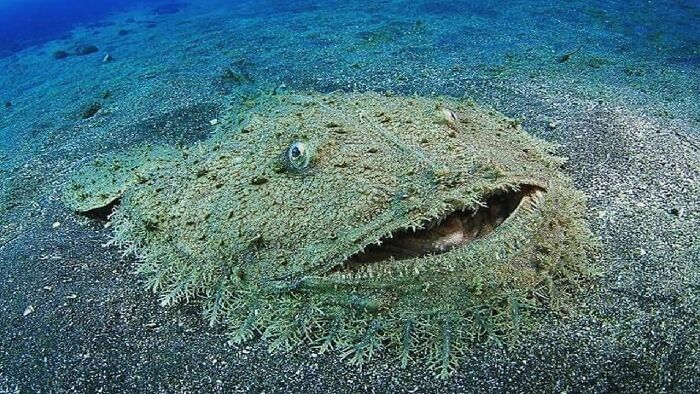 Meet The Tasselled Wobbegong Carpet Shark—Master Of Hide and Seek
