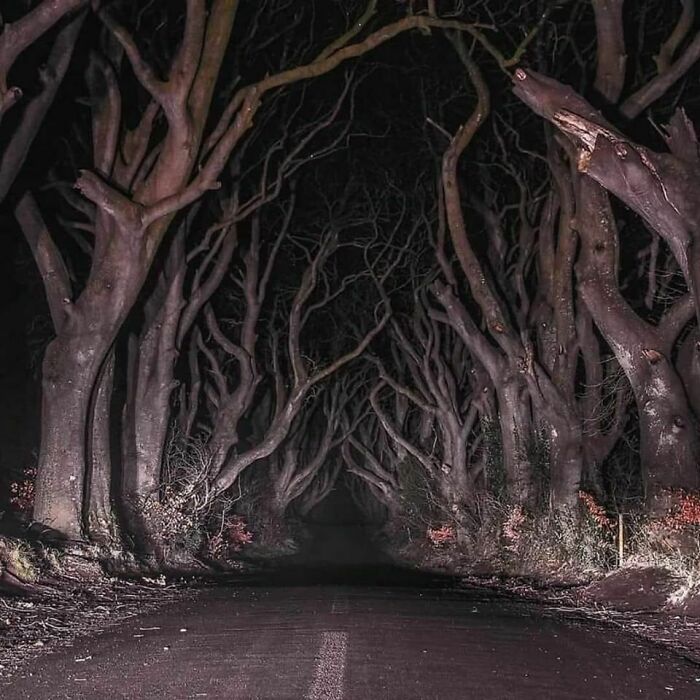 The Dark Forest In Northern Ireland That’s Giving Us Creepy Campfire Story Energy