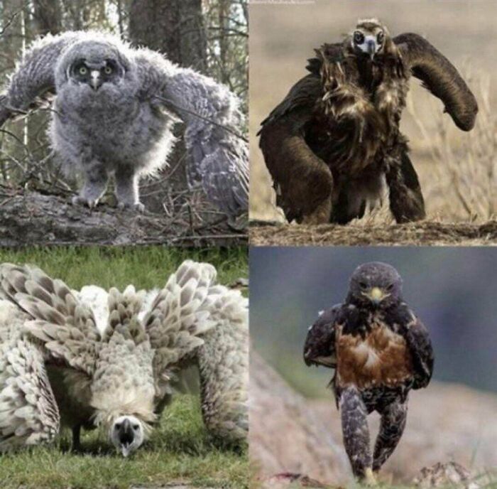 Birds Running So Fast They Look Like They’re Gliding Through Time