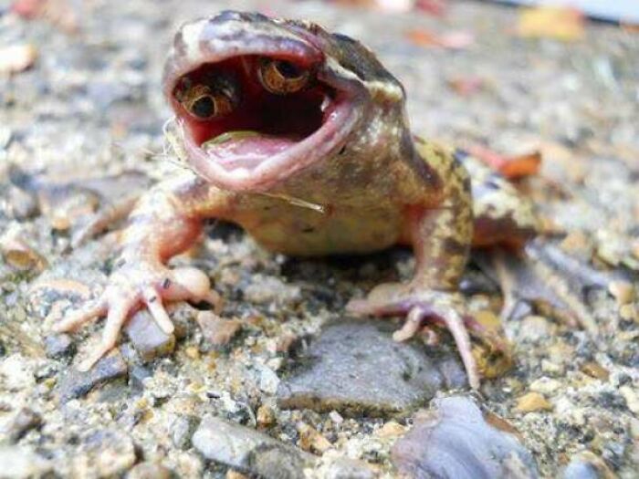 Frogs With Eyes Growing Inside Their Mouths—Nature’s Weird Science Project